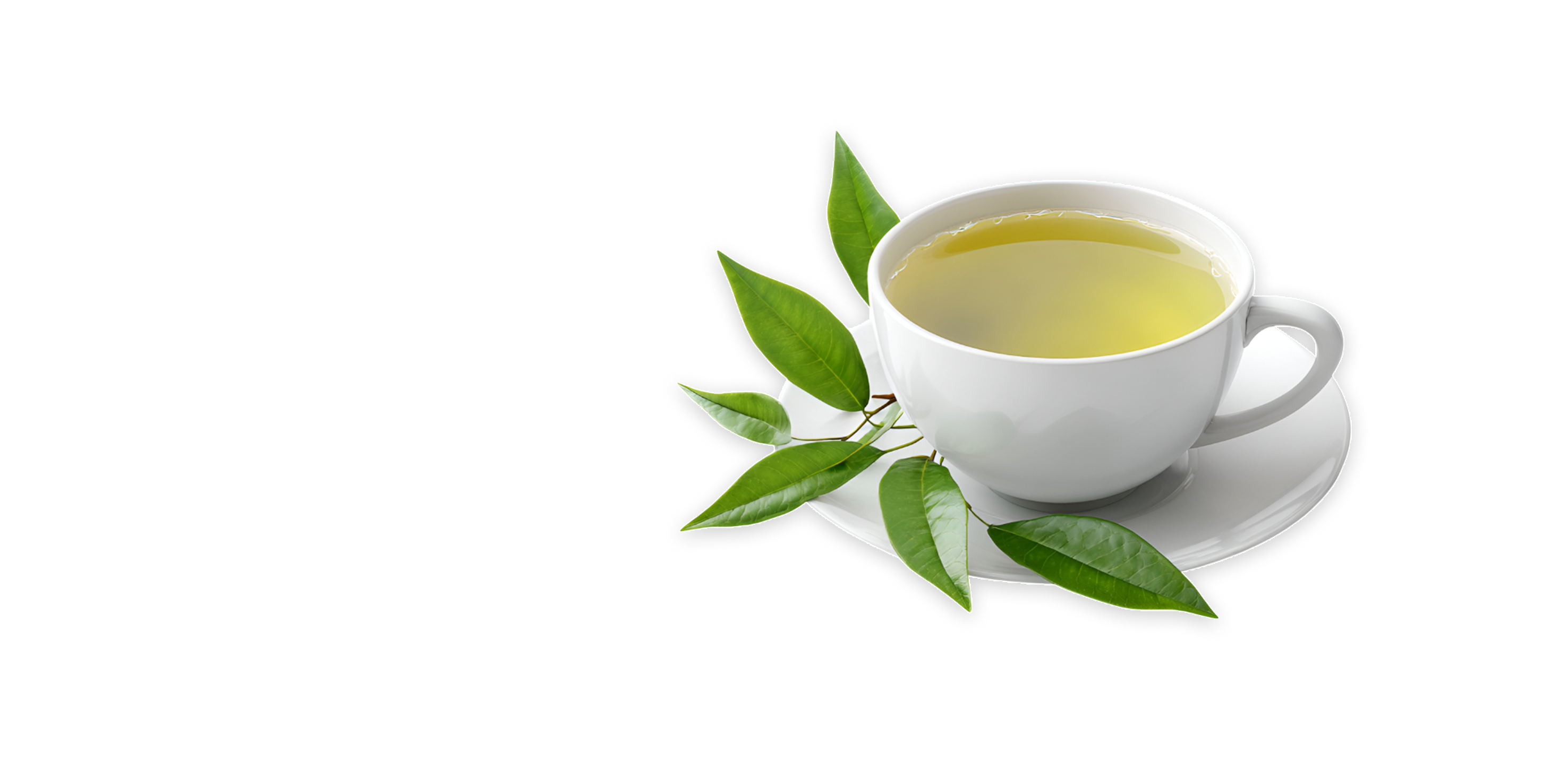 green-tea-xxl